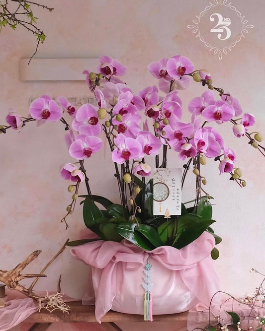 (Customisable) 10 Stems Orchid Arrangement