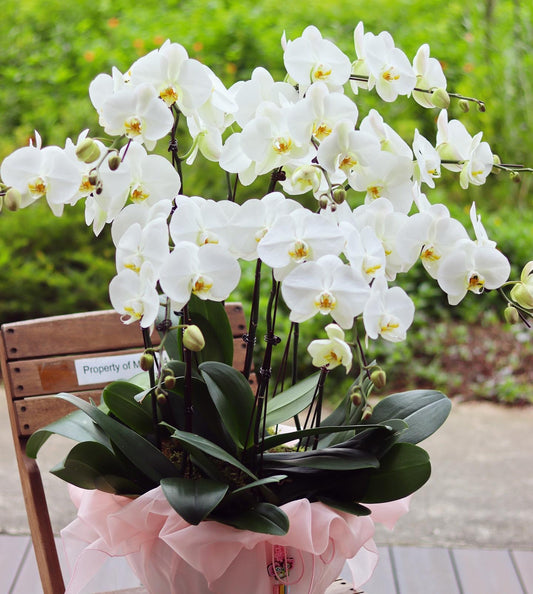 Phalaenopsis Orchid Plant Arrangement