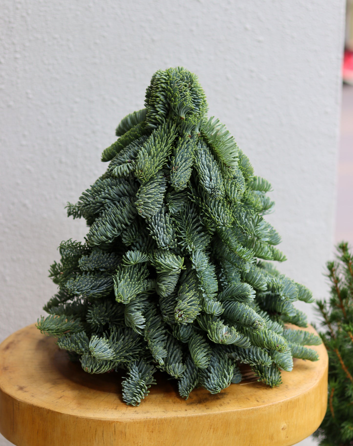 Classic Red | Denmark Noble Fir Mini Christmas Tree (DIY Package Available)