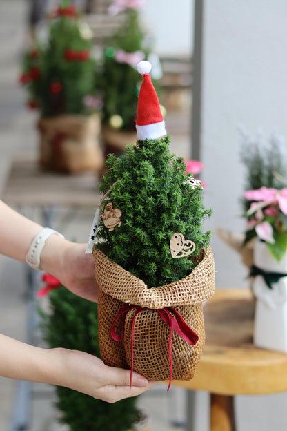 Alpica | Potted Plant Holiday Tree