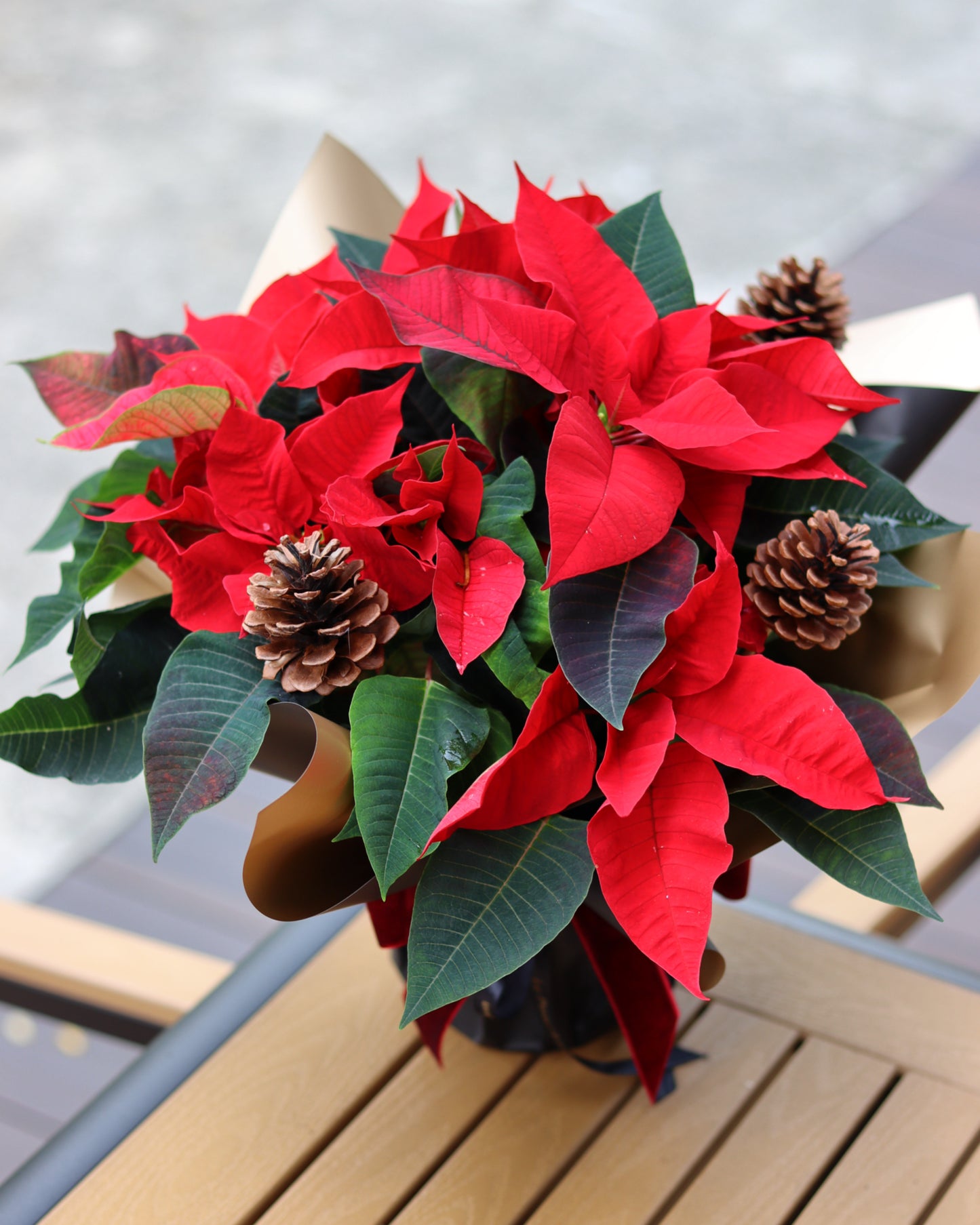 Dressed Poinsettia Plant