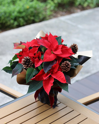 Dressed Poinsettia Plant