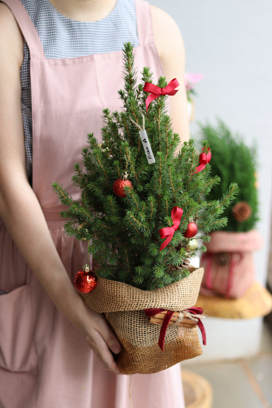 Picea | Potted Plant Holiday Tree