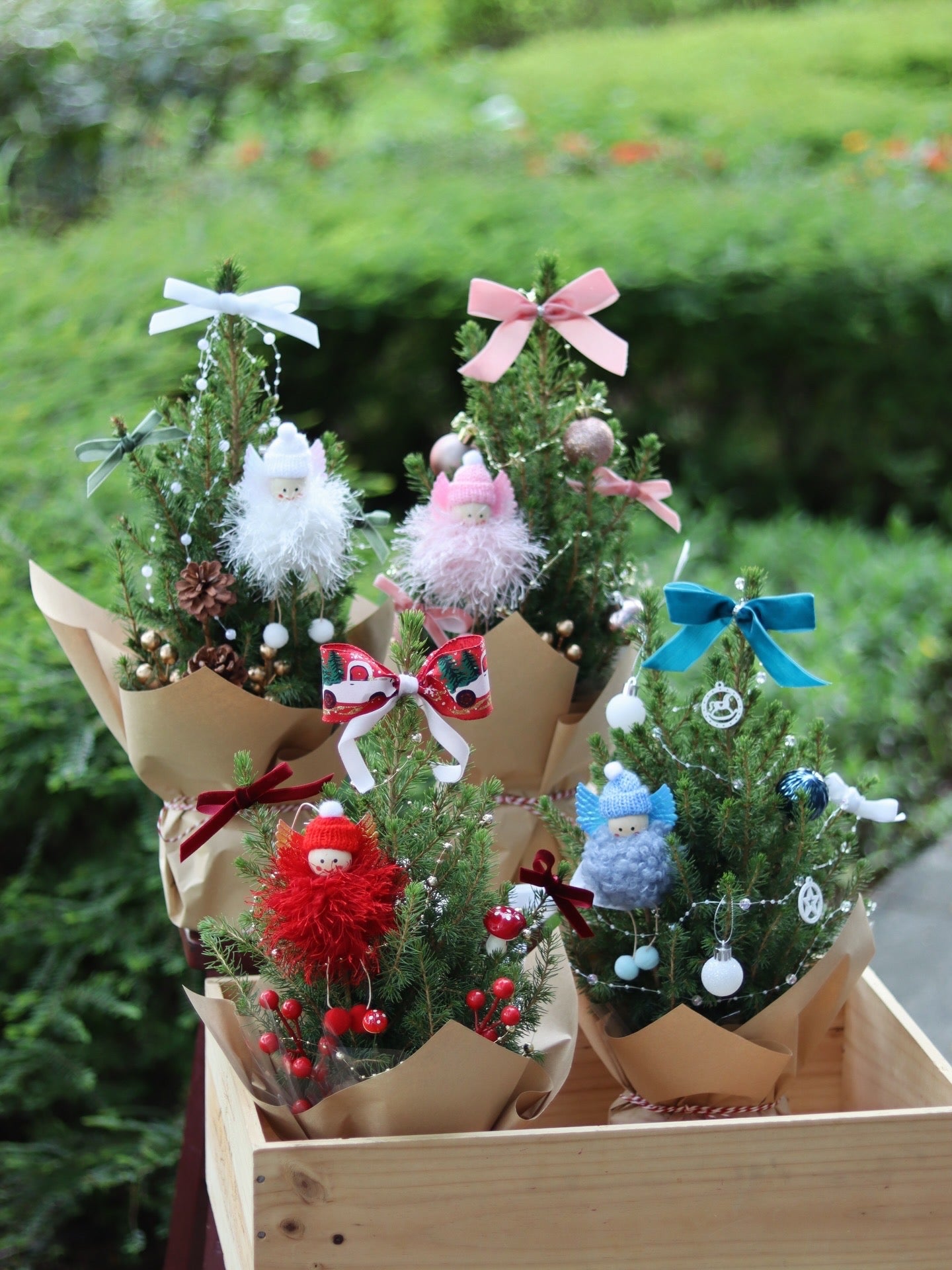 Angel Picea | Potted Plant Holiday Tree