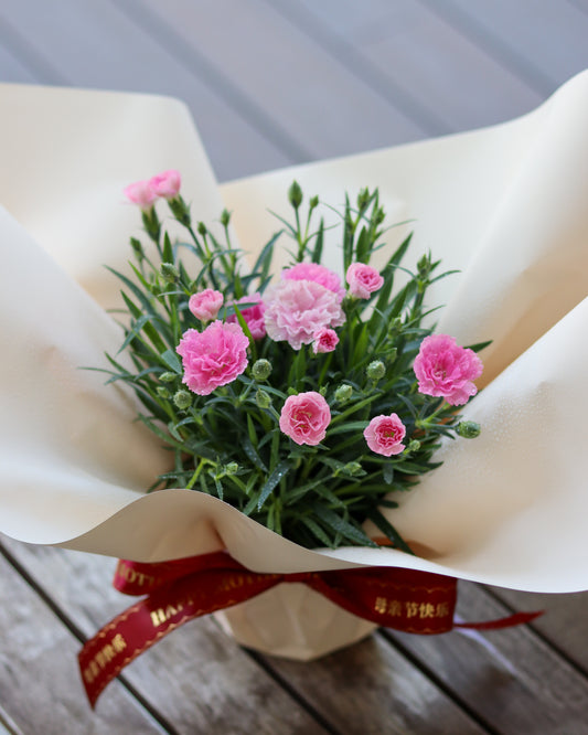 Mother’s Day Holland Carnation Potted Plant with Gift Wrap