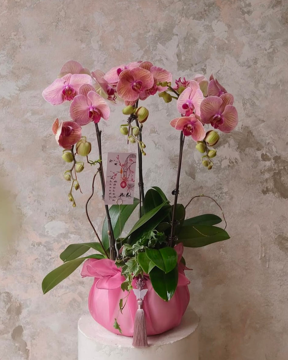 (Customisable) 3 Stems Orchid
Arrangement