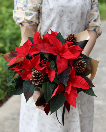 Dressed Poinsettia Plant