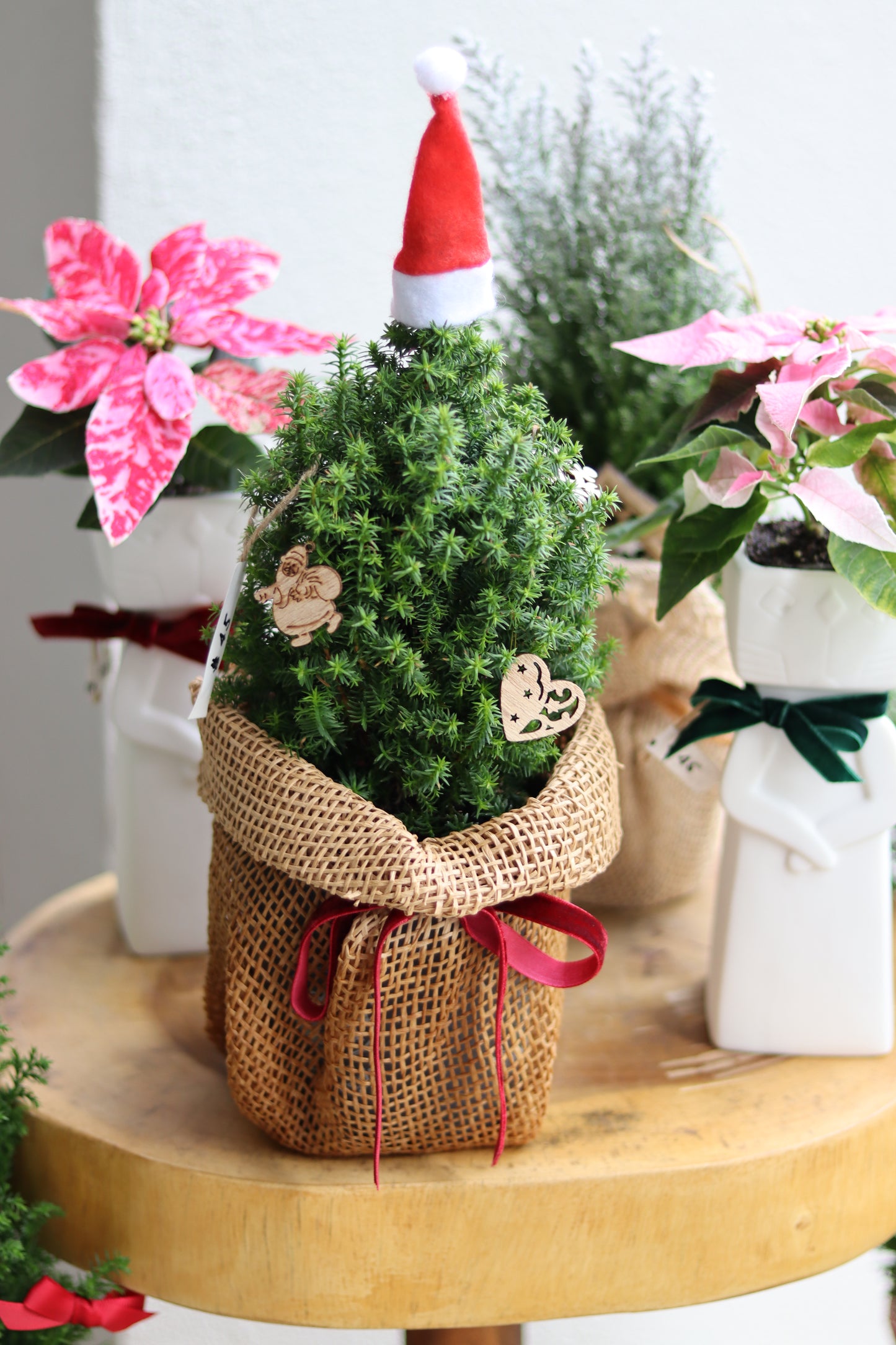 Alpica | Potted Plant Holiday Tree