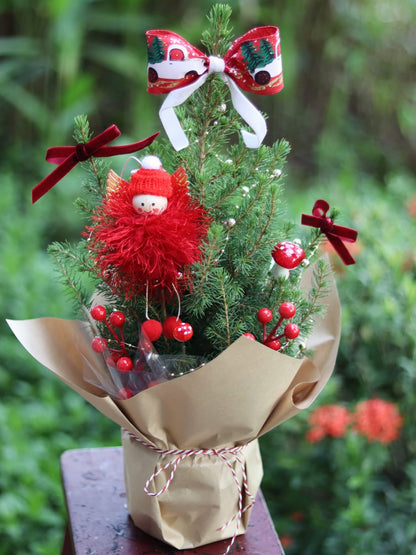 Angel Picea | Potted Plant Holiday Tree