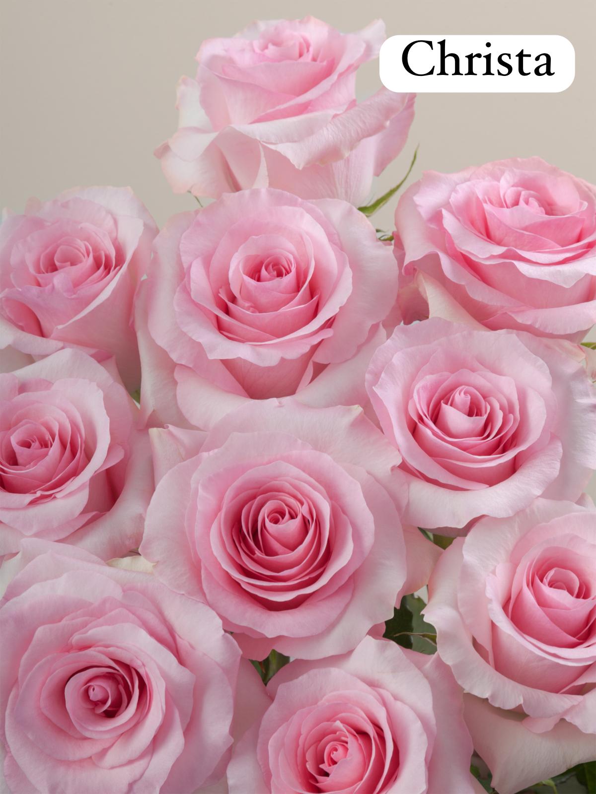 Pink Roses Classic 30 Premium Pink Rose Classic Round Bouquet – Le Pastel Ribbon