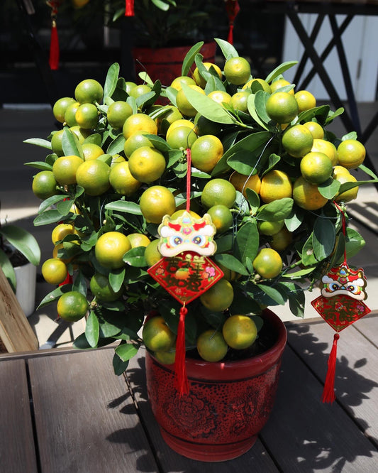 Fruitful Four Season Orange Tree | CNY Plants
