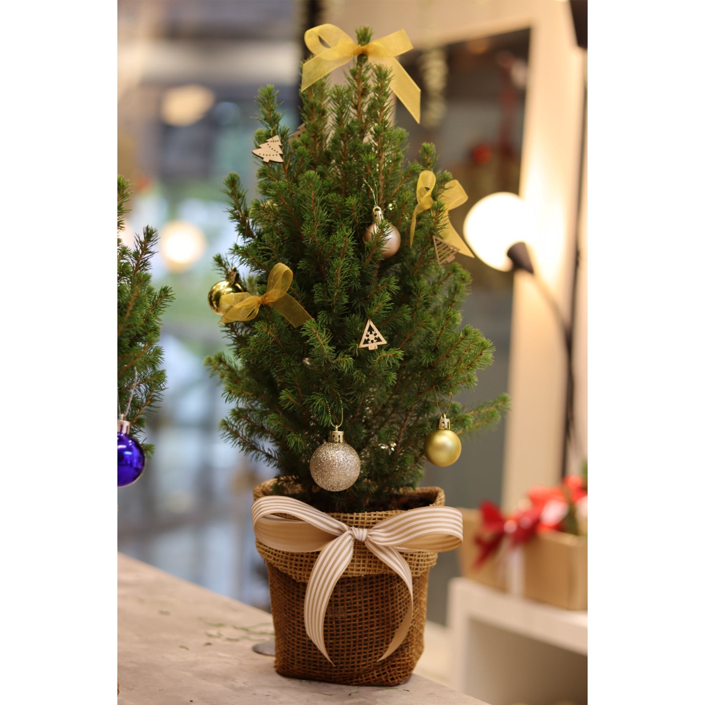 Picea | Potted Plant Holiday Tree