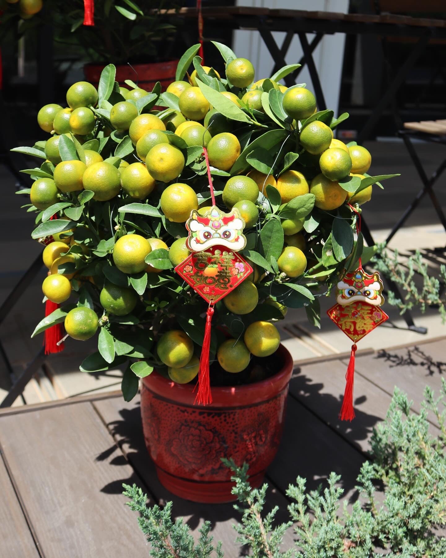 Fruitful Four Season Orange Tree | CNY Plants