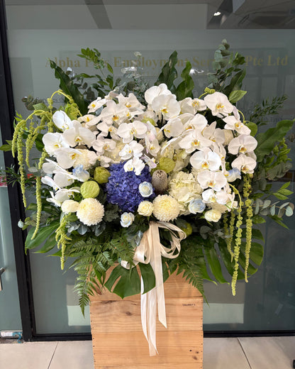 Serein Orchid | Flower Box Stand