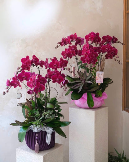 (Customisable) 5 Stems Orchid Arrangement