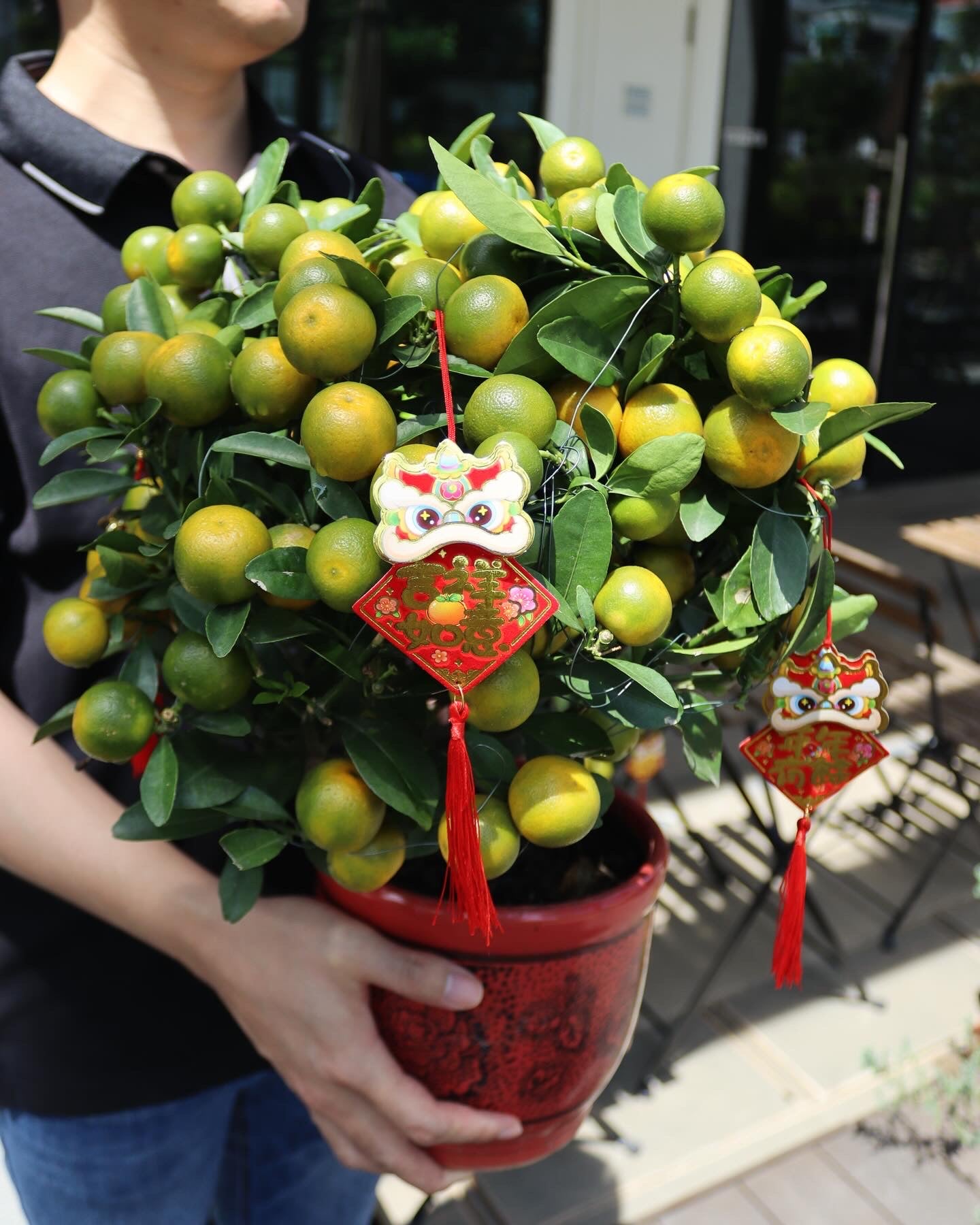 Fruitful Four Season Orange Tree | CNY Plants