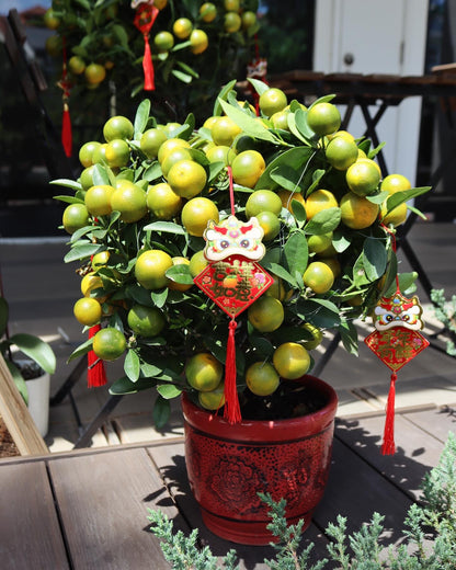 Fruitful Four Season Orange Tree | CNY Plants