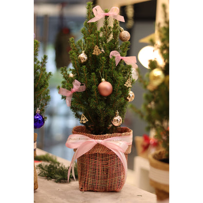 Picea | Potted Plant Holiday Tree