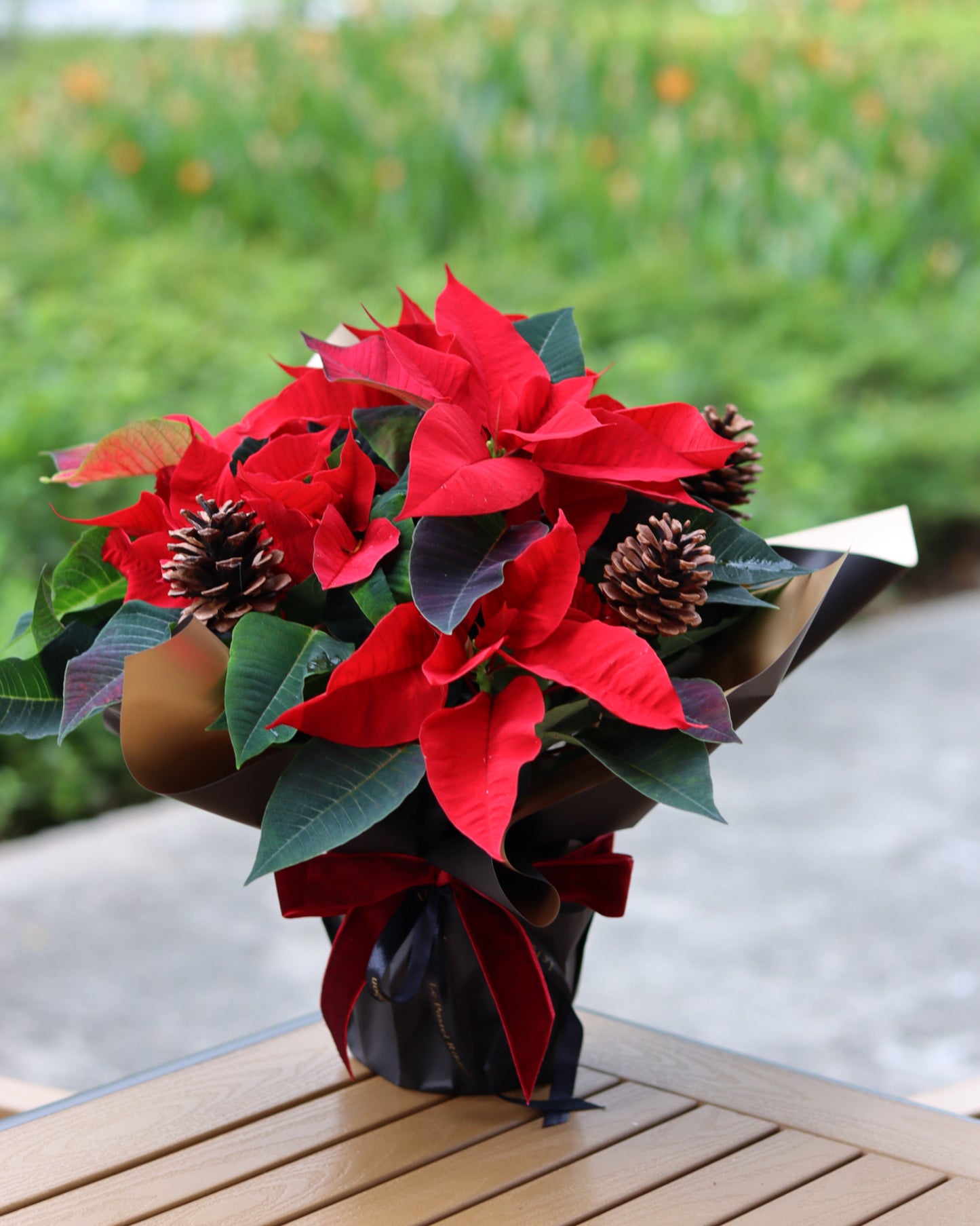 Dressed Poinsettia Plant