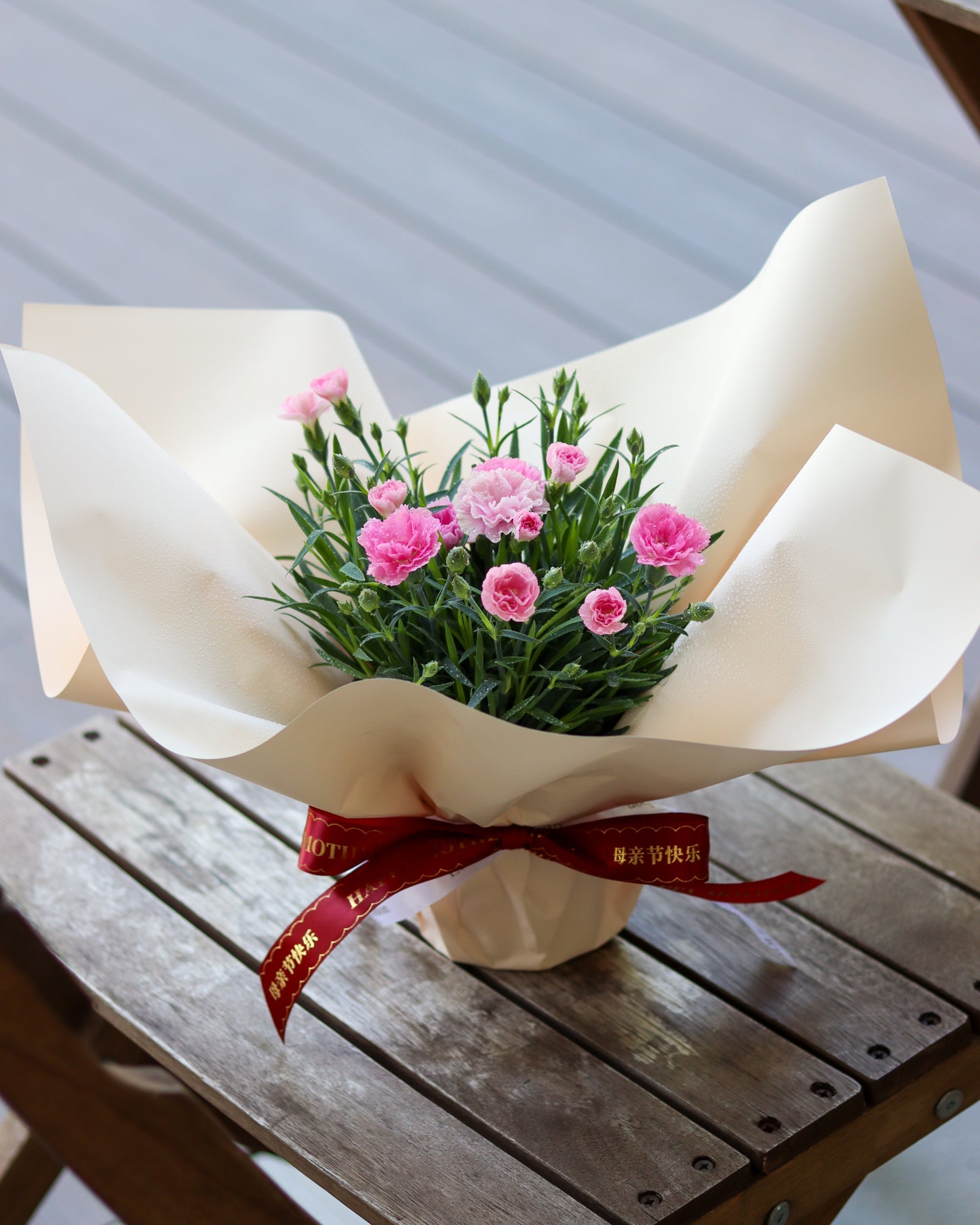 Mother’s Day Holland Carnation Potted Plant with Gift Wrap