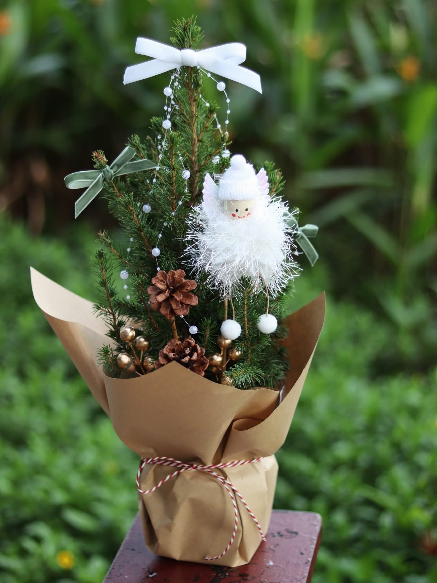 Angel Picea | Potted Plant Holiday Tree