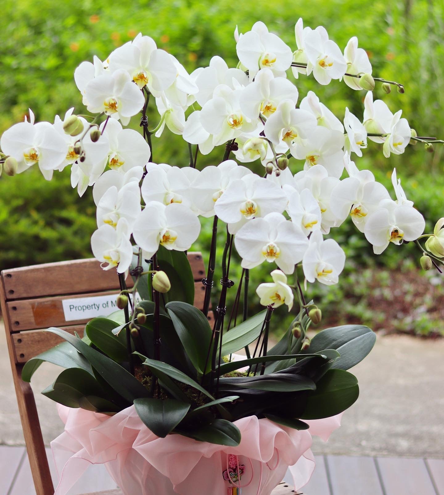 Phalaenopsis Orchid Plant Arrangement