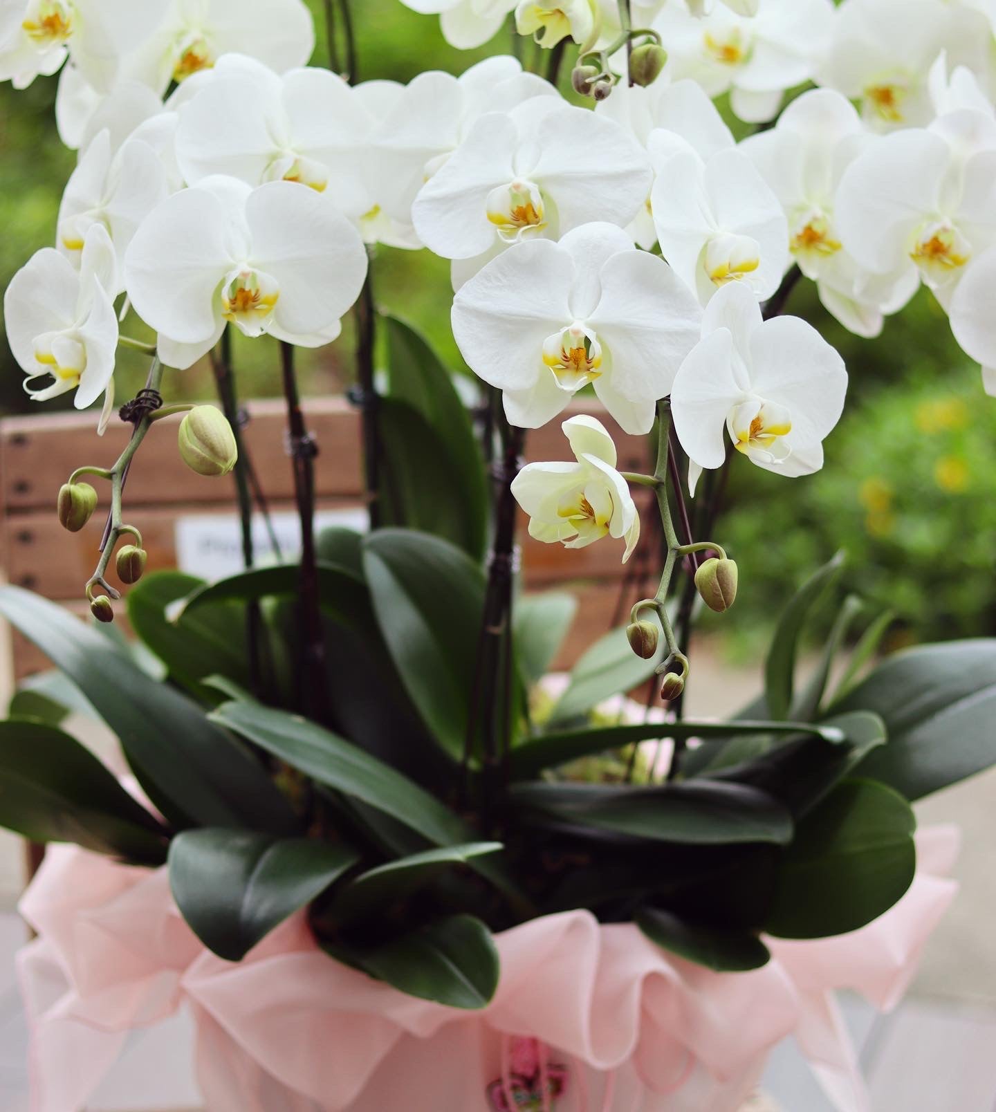 Phalaenopsis Orchid Plant Arrangement