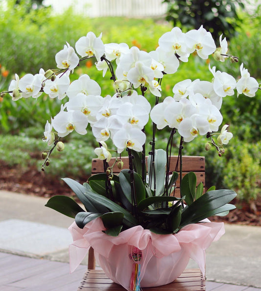 Phalaenopsis Orchid Plant Arrangement