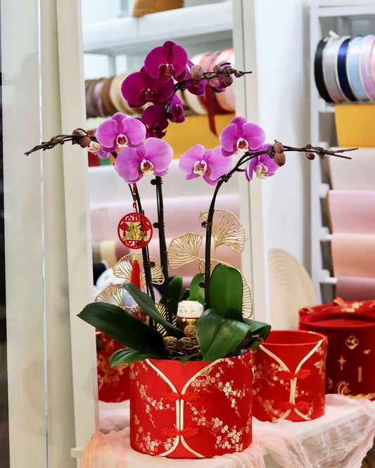 Good Fortune | Orchid Arrangement