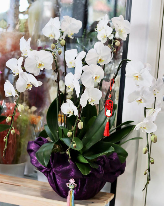 Pure Happiness | Orchid Arrangement